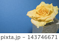 青い背景に映える黄色いバラ、鮮やかな補色コントラストのコピースペース 143746671