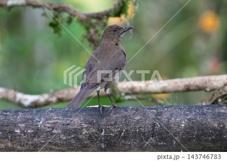 black billed trush on weathered wooden rail showing textured plumage and side profile in leafy garden bokeh background of soft natural light and branches that frame scene black billed trush on weathered wooden rail showing textured plumage and side profile in leafy garden bokeh background of soft natural light and branches that frame scene 143746783