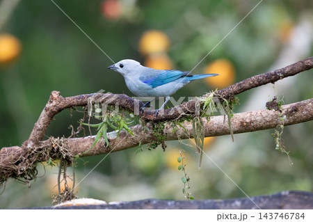 blue gray tanager Blue and white songbird perched on mossy forest branch with blurred green background and yellow bokeh light spots blue gray tanager Blue and white songbird perched on mossy forest branch with blurred green background and yellow bokeh light spots 143746784