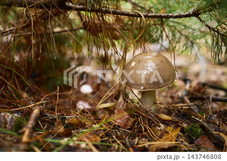 Wild bolete mushroom growing on forest floor under pine branches 143746808