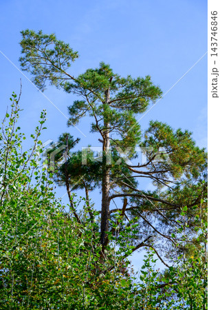 A mature coniferous tree set against a vast clear blue sky, with vibrant green foliage and intricate branches reaching towards the heavens 143746846