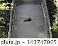 橋の真ん中でゴロゴロする猫 143747065