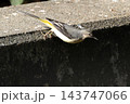 飛び出すキセキレイ 143747066