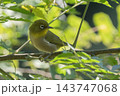 枝にとまるメジロ 143747068
