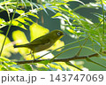 枝を飛び回るメジロ 143747069