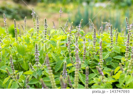 秋の小さな紫の花とミツバチ 秋の小さな紫の花とミツバチ 143747093