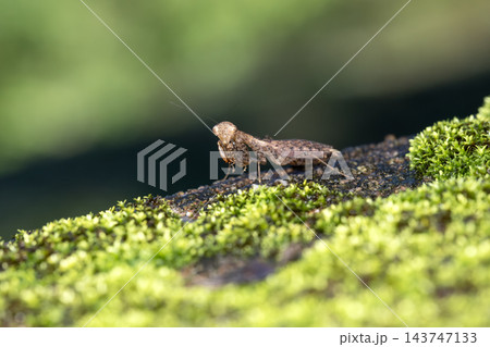 ヒナカマキリ ヒナカマキリ 143747133