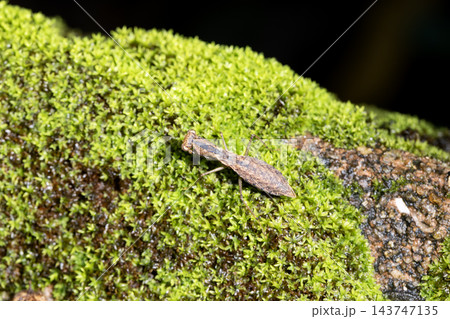 ヒナカマキリ ヒナカマキリ 143747135
