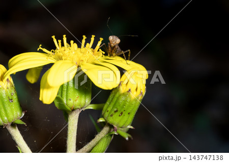 ヒナカマキリ ヒナカマキリ 143747138
