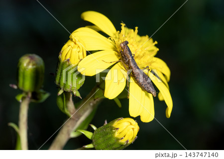 ヒナカマキリ ヒナカマキリ 143747140