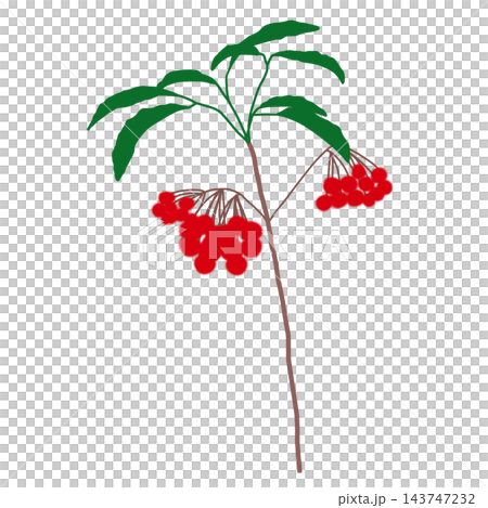 Hand-painted Ardisia crenata with red berries and leaves on the branches 143747232
