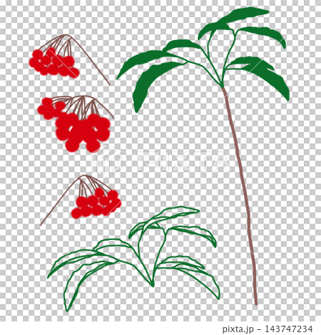 手描きの万両 実と枝と葉のパーツセット 手描きの万両 実と枝と葉のパーツセット 143747234