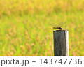 杭に止まるトンボ 143747736