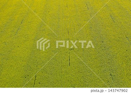 farm field, agriculture, view from above 143747902