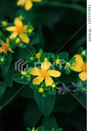 初夏のニセコアンヌプリ登山道を彩る可憐で美しいハイオトギリの花々 143747941