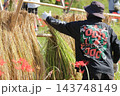 刈り取った稲の稲架掛け作業　稲の天日干し 143748149