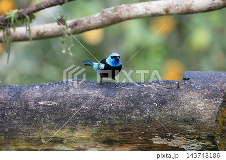 blue-necked tanager bird perched on weathered log against soft green forest background, showing vivid plumage, calm pose, shallow depth, natural habitat, and outdoor wildlife detail 143748186