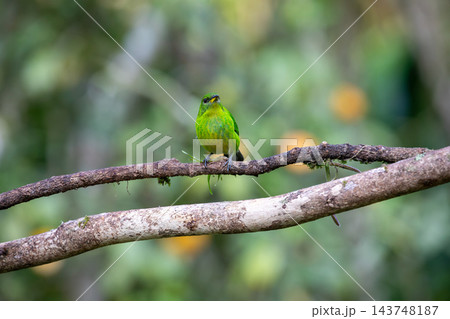 green honeycreeper perched on rough tree branch with soft blurred forest background, showing vivid plumage, calm pose, and natural habitat setting with bright outdoor light and shallow depth of field. green honeycreeper perched on rough tree branch with soft blurred forest background, showing vivid plumage, calm pose, and natural habitat setting with bright outdoor light and shallow depth of field. 143748187
