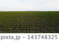 Green sugar beet seedlings growing in rows on a vast agricultural field under a clear sky, showing crop development 143748325