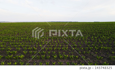 Green sugar beet seedlings growing in rows on a vast agricultural field under a clear sky, showing crop development Green sugar beet seedlings growing in rows on a vast agricultural field under a clear sky, showing crop development 143748325