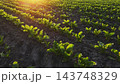 Sugar beet field growing in rows at sunset, agricultural crop cultivation, farming, and rural landscape 143748329