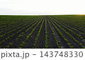 Young green sprouts growing in fertile black soil, stretching into the horizon on an agricultural field 143748330