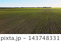 Young crops sprouting in a vast agricultural field, with clear rows indicating modern farming and healthy growth 143748331