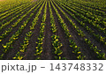 Sugar beet plants growing in rows on agricultural field during golden hour sunset, showing farming and cultivation 143748332