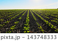 Green sugar beet crops growing in rows across a fertile farm field under clear sky, representing agriculture and food production 143748333