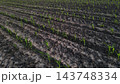 Green corn plants emerging from dark soil in parallel rows, showing growth and the start of a crop cycle 143748334