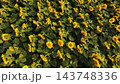 Sunflowers growing in agricultural field, bright yellow blooms turning towards sun, capturing summer beauty 143748336