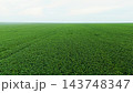 Vast green field of young soybean plants growing under a clear sky, symbolizing agricultural abundance and sustainable farming 143748347