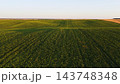Vast green agricultural field with crops growing at sunset, presenting a rural summer landscape and sustainable farming 143748348