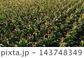 Green cornfield growing under summer sun, showing crop development and agricultural abundance 143748349