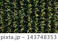 Cornfield showing green maize plants and developing tassels in an aerial agricultural view 143748353