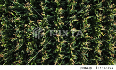Cornfield showing green maize plants and developing tassels in an aerial agricultural view Cornfield showing green maize plants and developing tassels in an aerial agricultural view 143748353