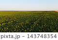 Green sugar beet field growing under sunlight, a healthy crop cultivating food for sustainable agriculture 143748354