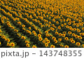 Sunflower field with many blooming yellow flowers in rows, representing agriculture, nature, and summer abundance 143748355
