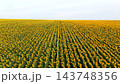 Sunflower field in rows under clear sky, summer agriculture landscape, cultivating helianthus plants for harvest 143748356