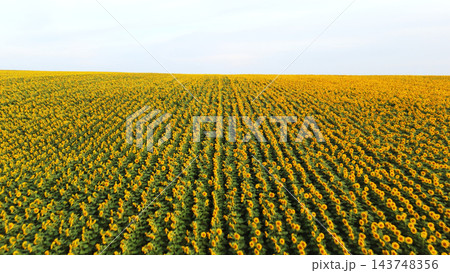 Sunflower field in rows under clear sky, summer agriculture landscape, cultivating helianthus plants for harvest Sunflower field in rows under clear sky, summer agriculture landscape, cultivating helianthus plants for harvest 143748356