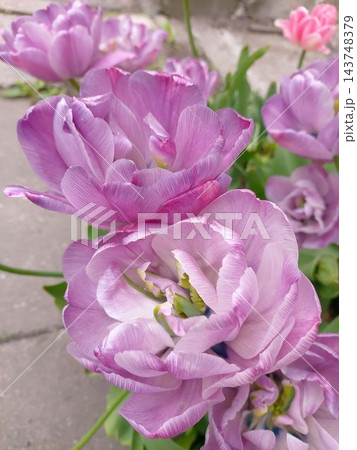 Beautiful pink purple double peony flowered tulips blooming in a garden 143748379