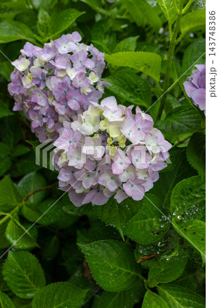 雨上がりの紫陽花と緑の葉｜初夏の花 143748386