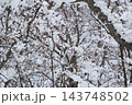 枝に雪の積もった樹木 143748502