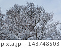 枝に雪の積もった樹木 143748503