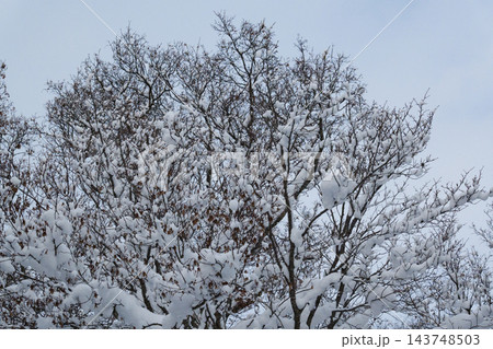 枝に雪の積もった樹木 枝に雪の積もった樹木 143748503