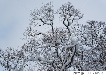 枝に雪の積もった樹木 143748504