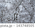 枝に雪の積もった樹木 143748505