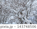 枝に雪の積もった樹木 143748506