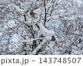 枝に雪の積もった樹木 143748507