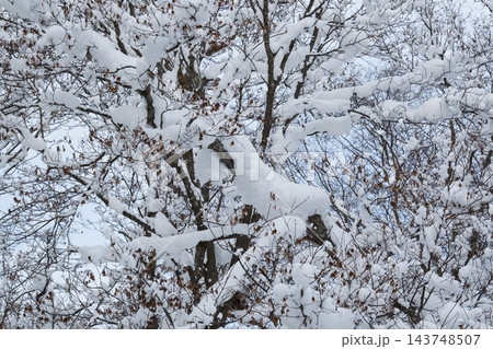 枝に雪の積もった樹木 143748507